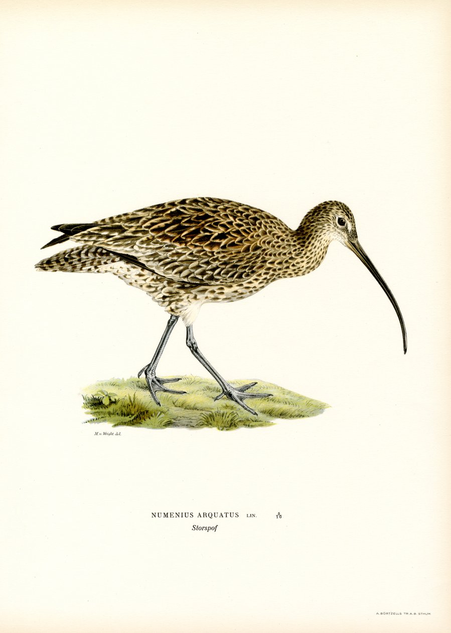 Chiurlo eurasiatico da Magnus Ferdinand and Wilhelm von Wright