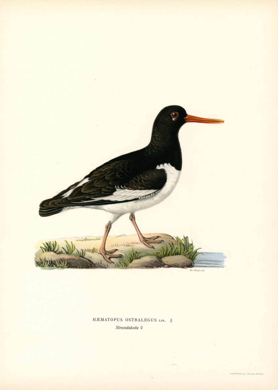 Beccaccia di mare eurasiatica da Magnus Ferdinand and Wilhelm von Wright