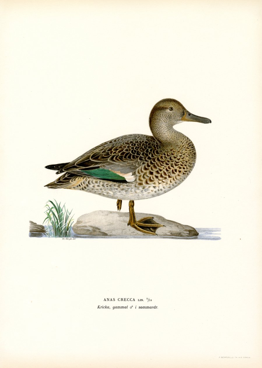 Alzavola eurasiatica da Magnus Ferdinand and Wilhelm von Wright