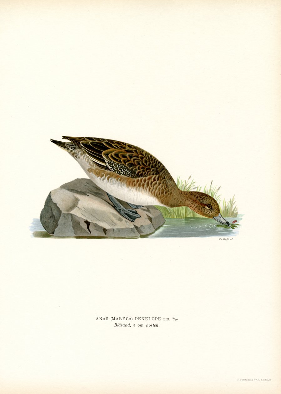 Fischione eurasiatico da Magnus Ferdinand and Wilhelm von Wright