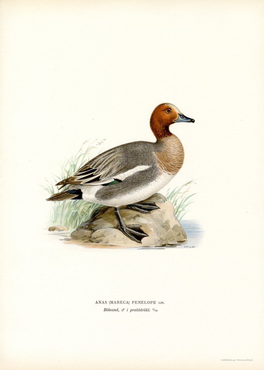 Fischione eurasiatico da Magnus Ferdinand and Wilhelm von Wright