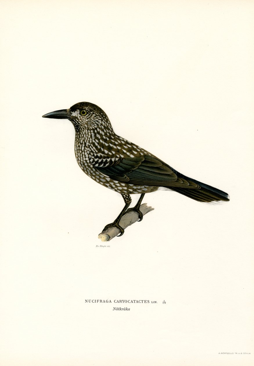 Nocciolaia da Magnus Ferdinand and Wilhelm von Wright