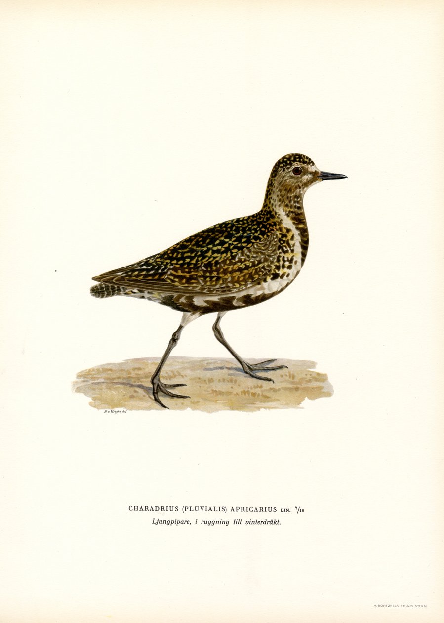 Piviere dorato europeo da Magnus Ferdinand and Wilhelm von Wright