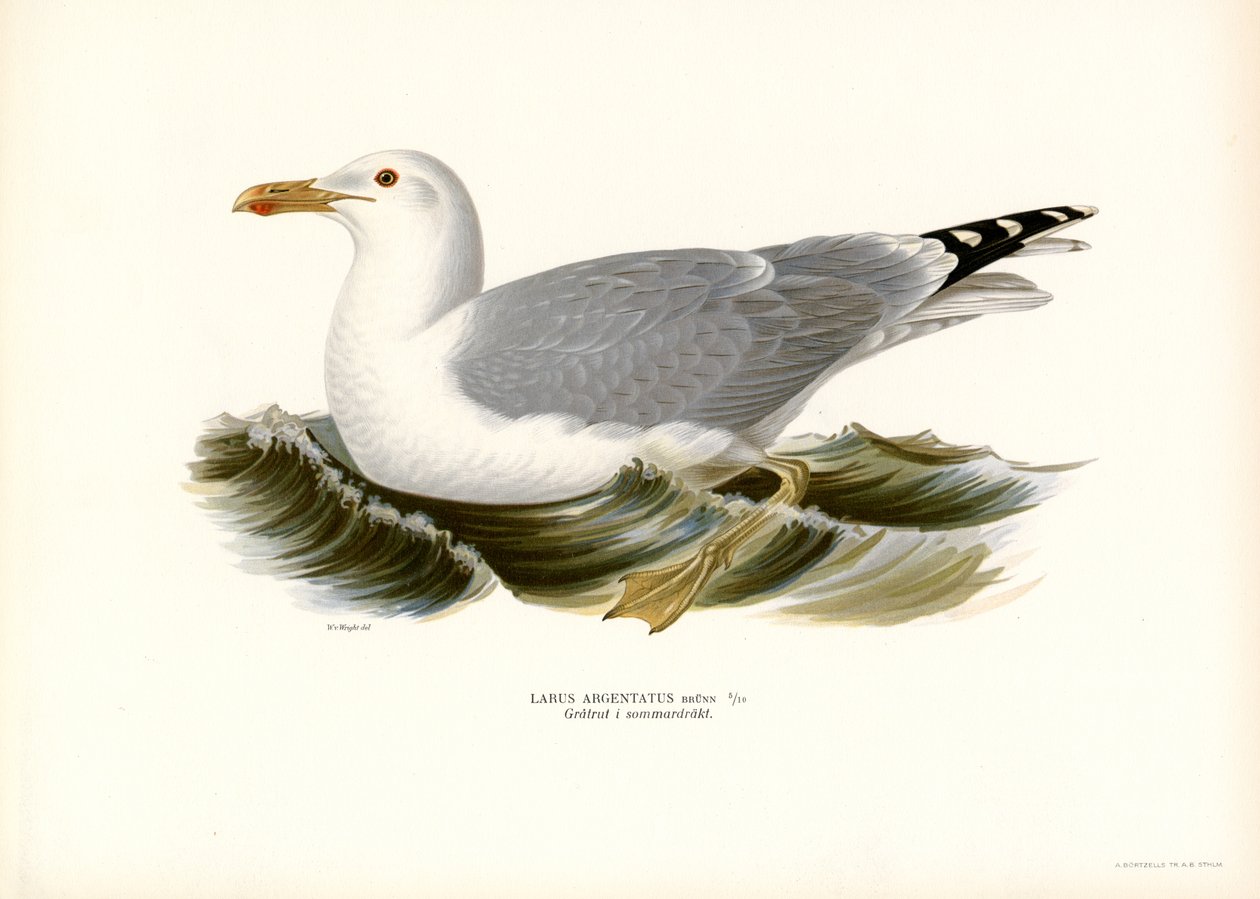 Gabbiano reale europeo da Magnus Ferdinand and Wilhelm von Wright