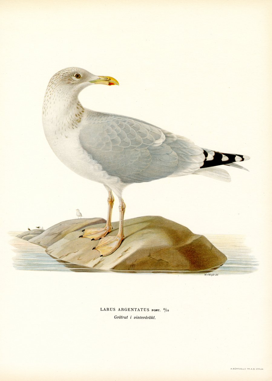 Gabbiano reale europeo da Magnus Ferdinand and Wilhelm von Wright