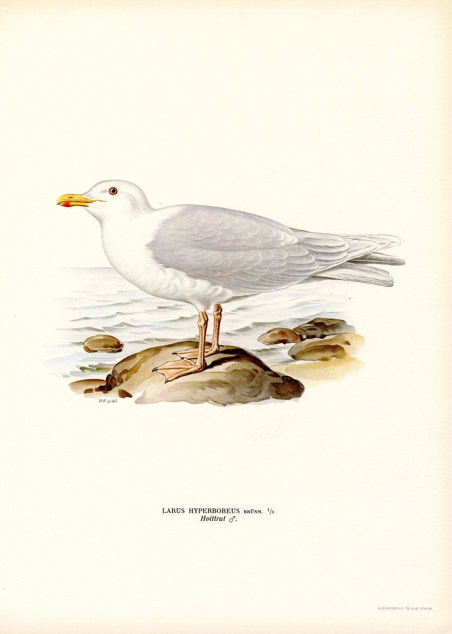 Gabbiano glauco (litografia a colori) da Magnus Ferdinand and Wilhelm von Wright