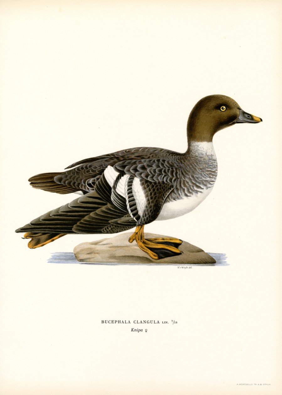 Quattrocchi da Magnus Ferdinand and Wilhelm von Wright