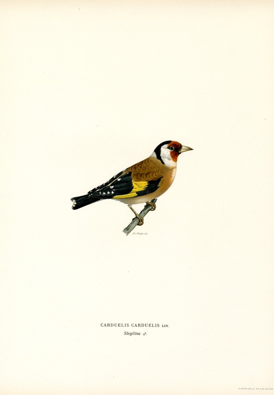 Cardellino da Magnus Ferdinand and Wilhelm von Wright