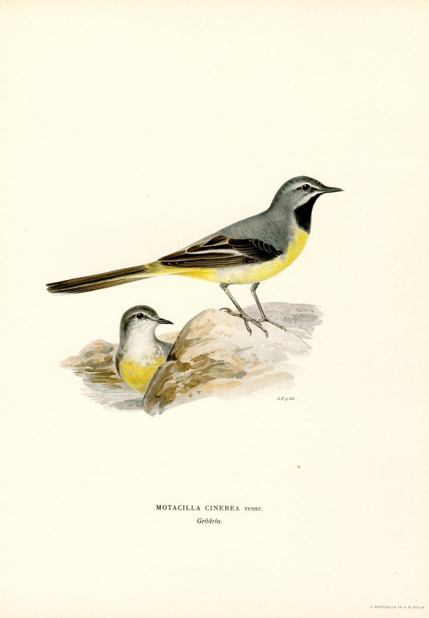 Ballerina gialla da Magnus Ferdinand and Wilhelm von Wright