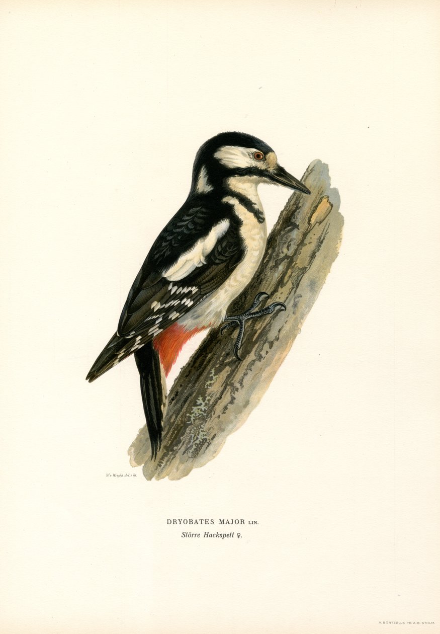 Picchio rosso maggiore da Magnus Ferdinand and Wilhelm von Wright