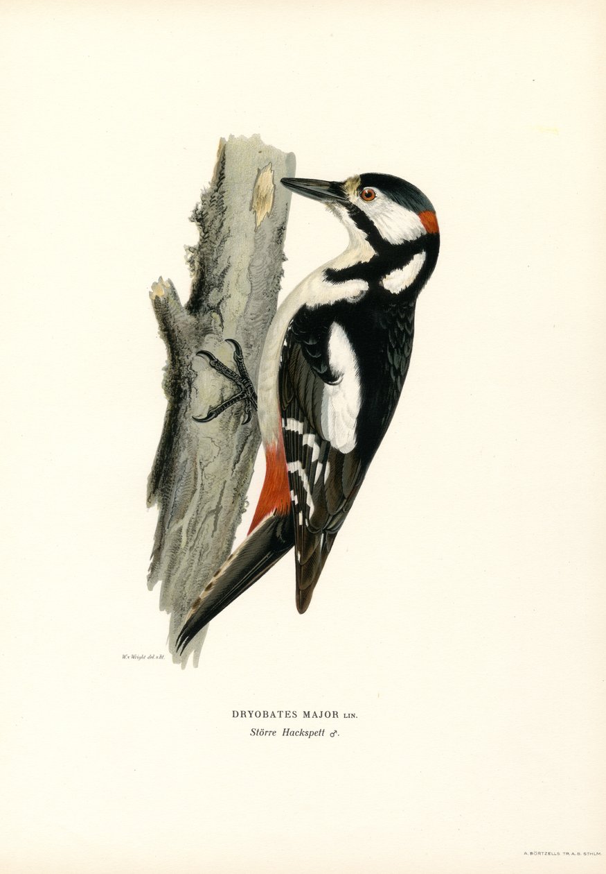 Picchio rosso maggiore da Magnus Ferdinand and Wilhelm von Wright