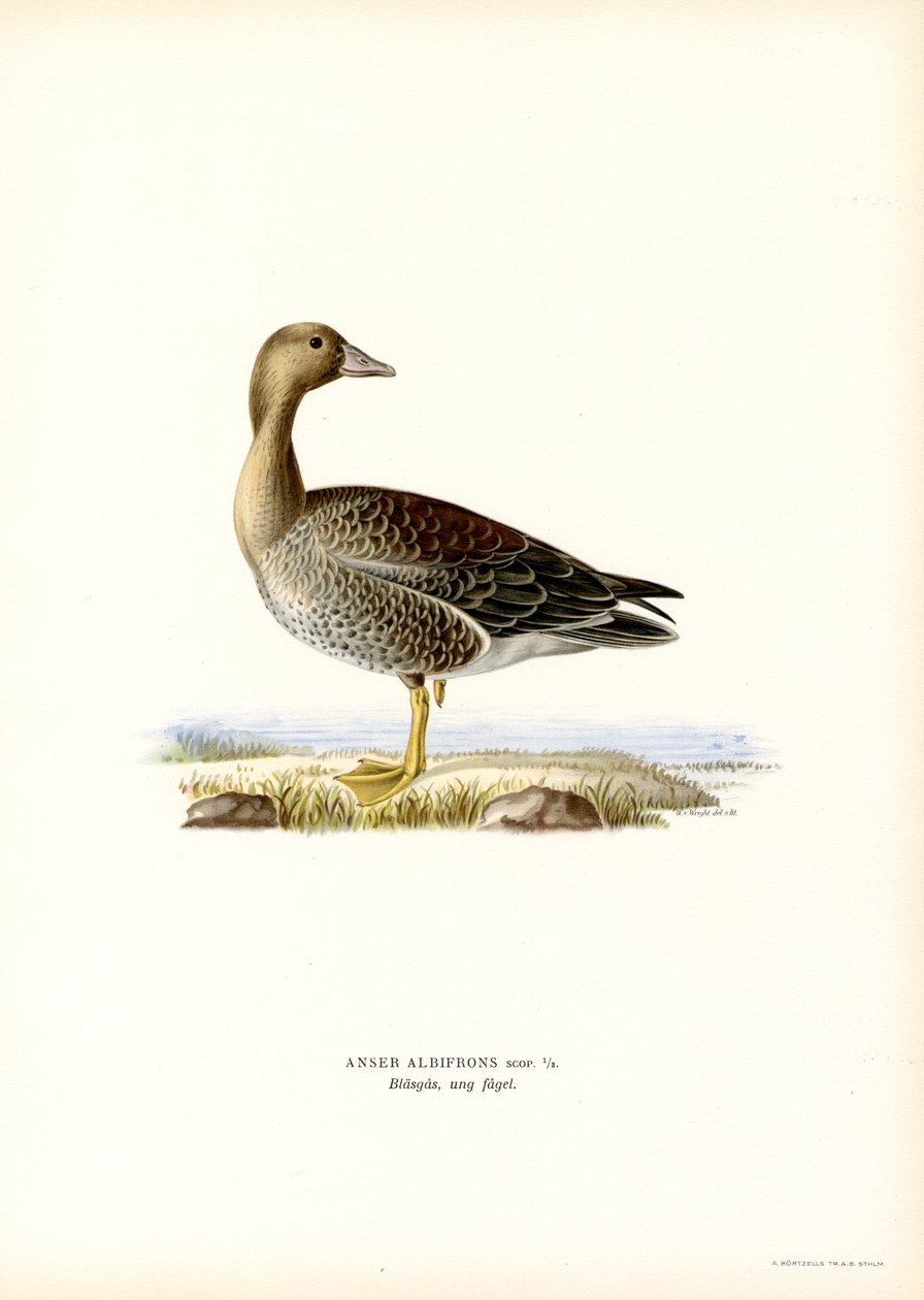 Oca granaiola maggiore da Magnus Ferdinand and Wilhelm von Wright