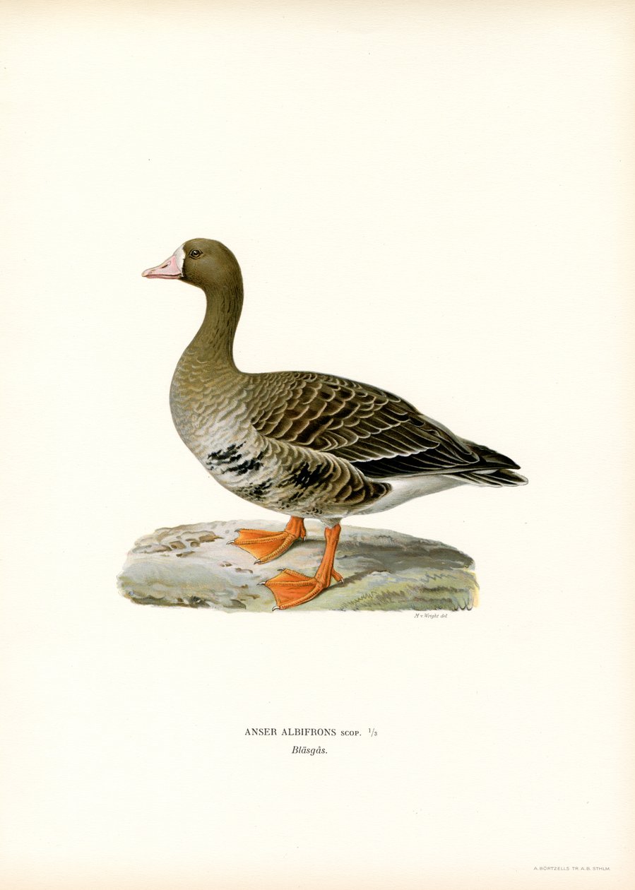 Oca Granaiola da Magnus Ferdinand and Wilhelm von Wright