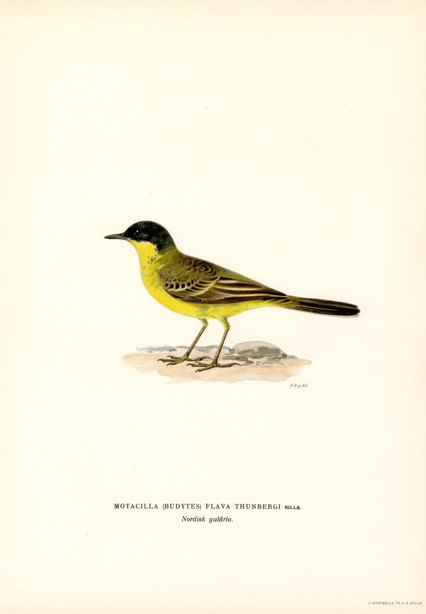 Cutrettola testagialla da Magnus Ferdinand and Wilhelm von Wright