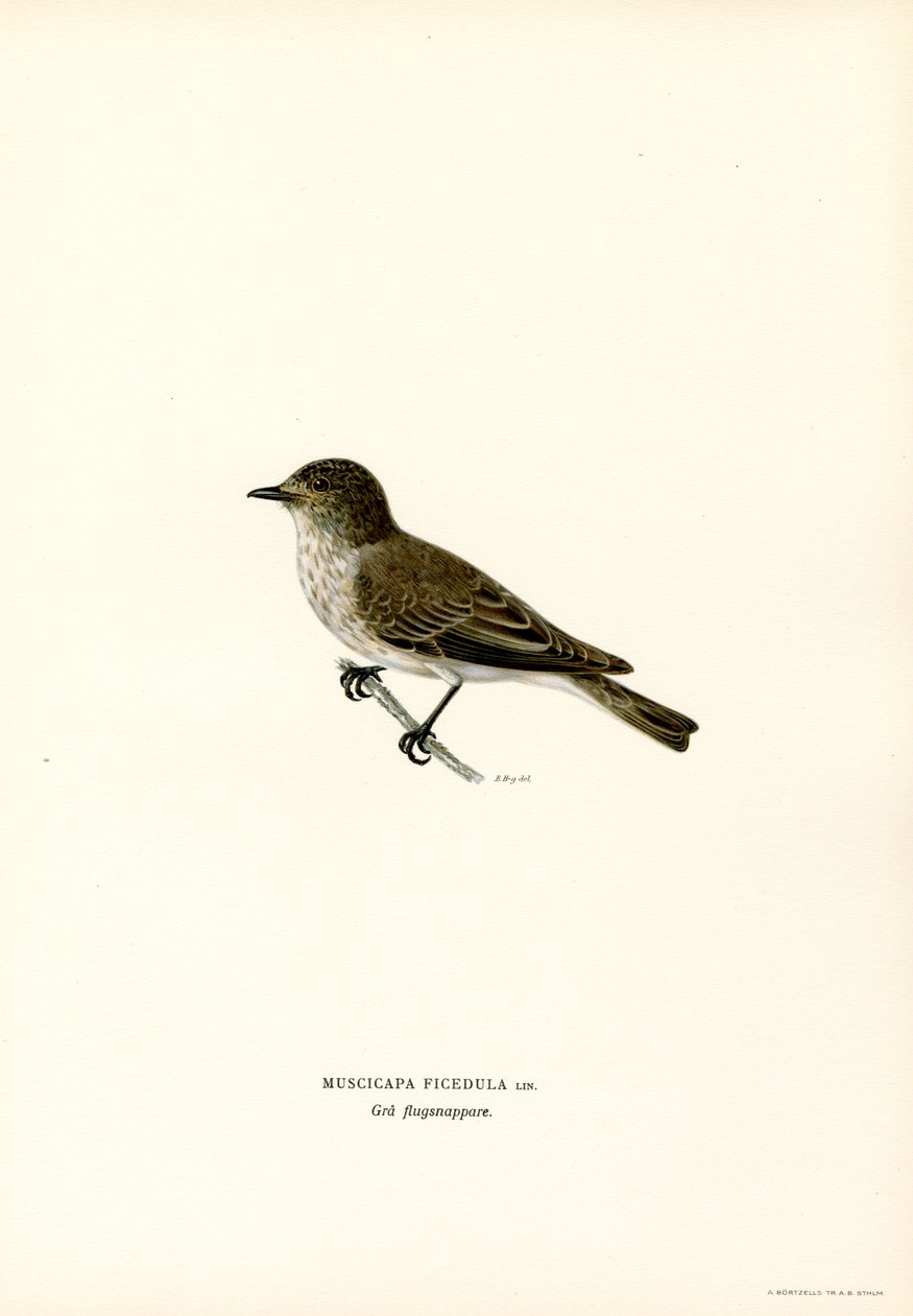 Pigliamosche grigio da Magnus Ferdinand and Wilhelm von Wright