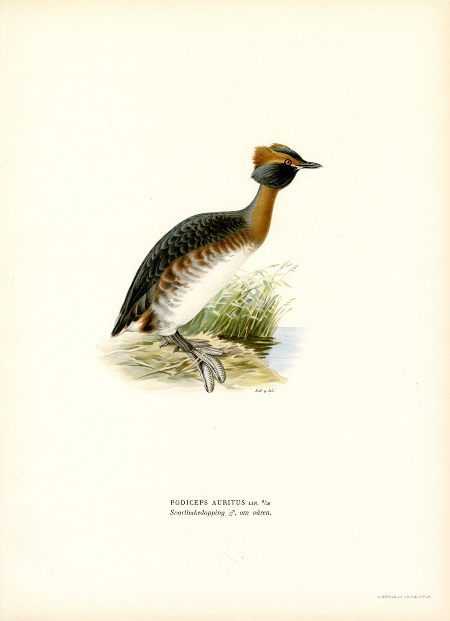 Svasso cornuto da Magnus Ferdinand and Wilhelm von Wright