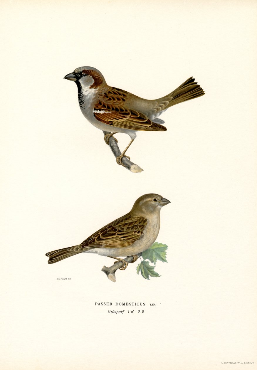 Passera europea da Magnus Ferdinand and Wilhelm von Wright
