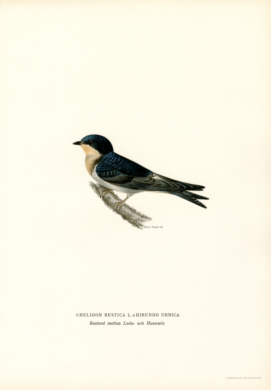 Rondine comune da Magnus Ferdinand and Wilhelm von Wright