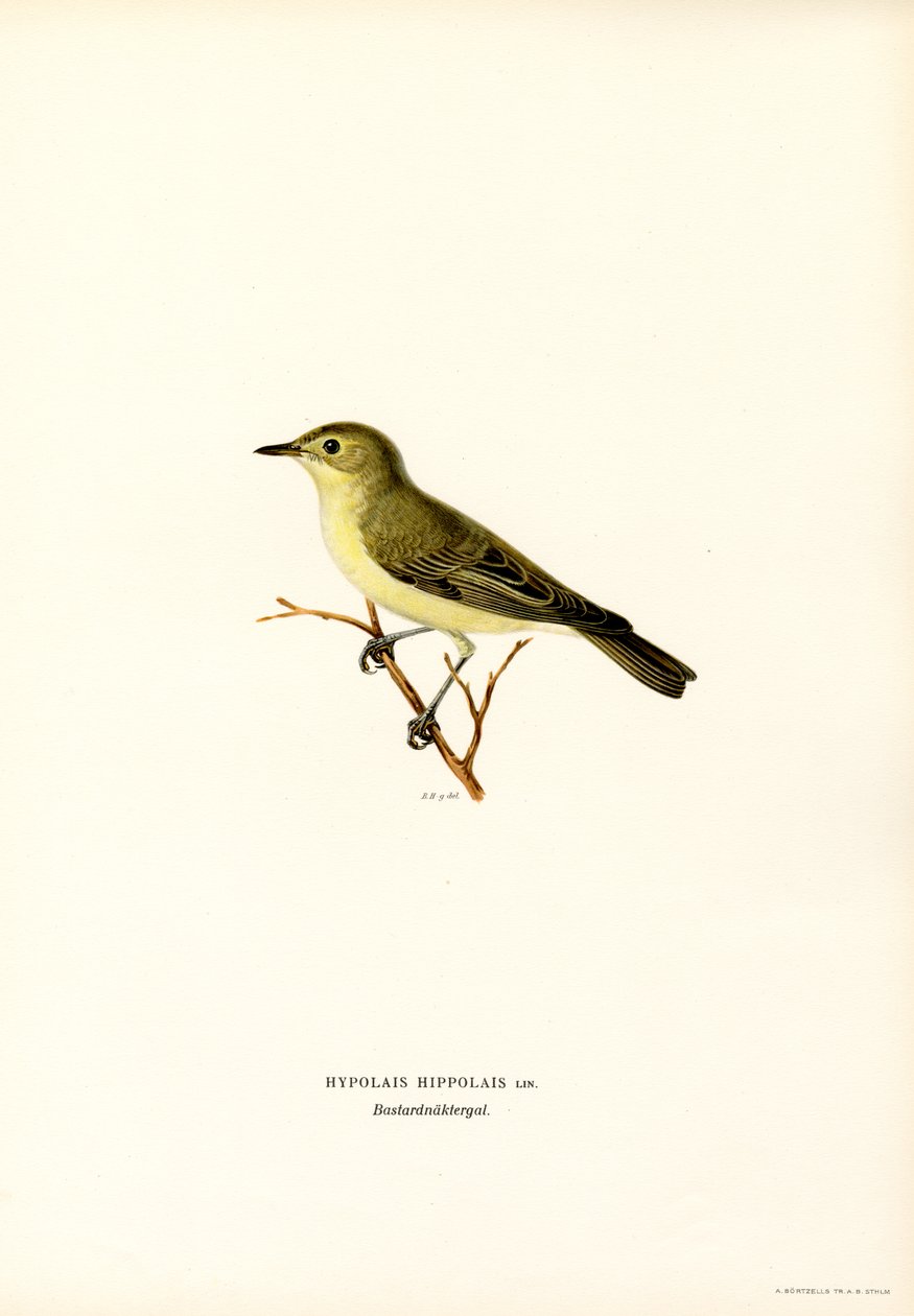 Canapino da Magnus Ferdinand and Wilhelm von Wright