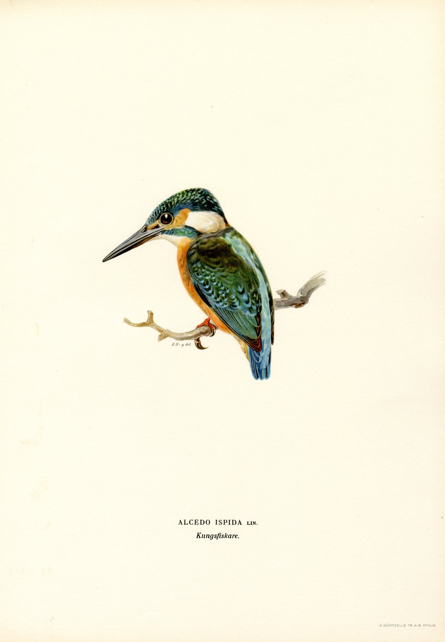 Martin pescatore da Magnus Ferdinand and Wilhelm von Wright