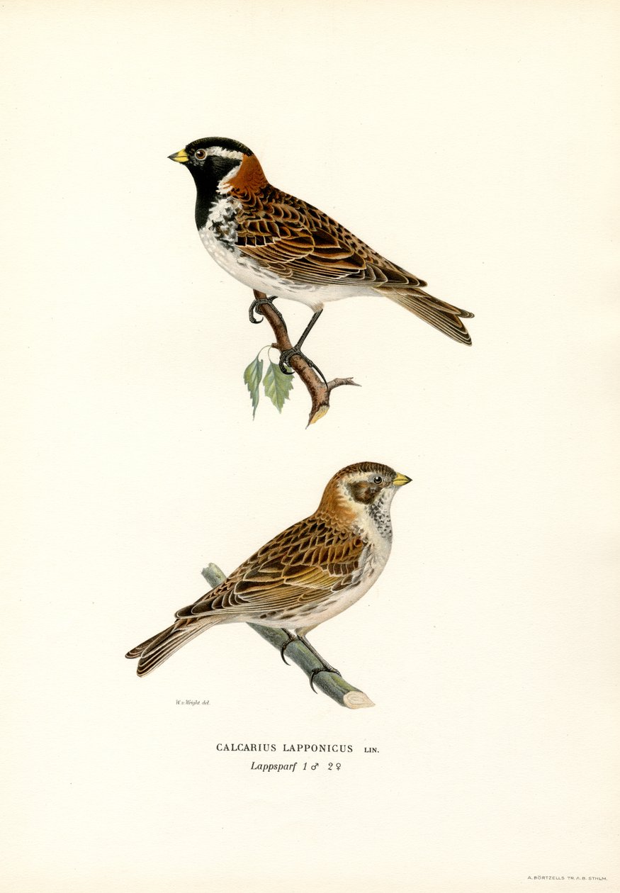 Zigolo delle nevi da Magnus Ferdinand and Wilhelm von Wright