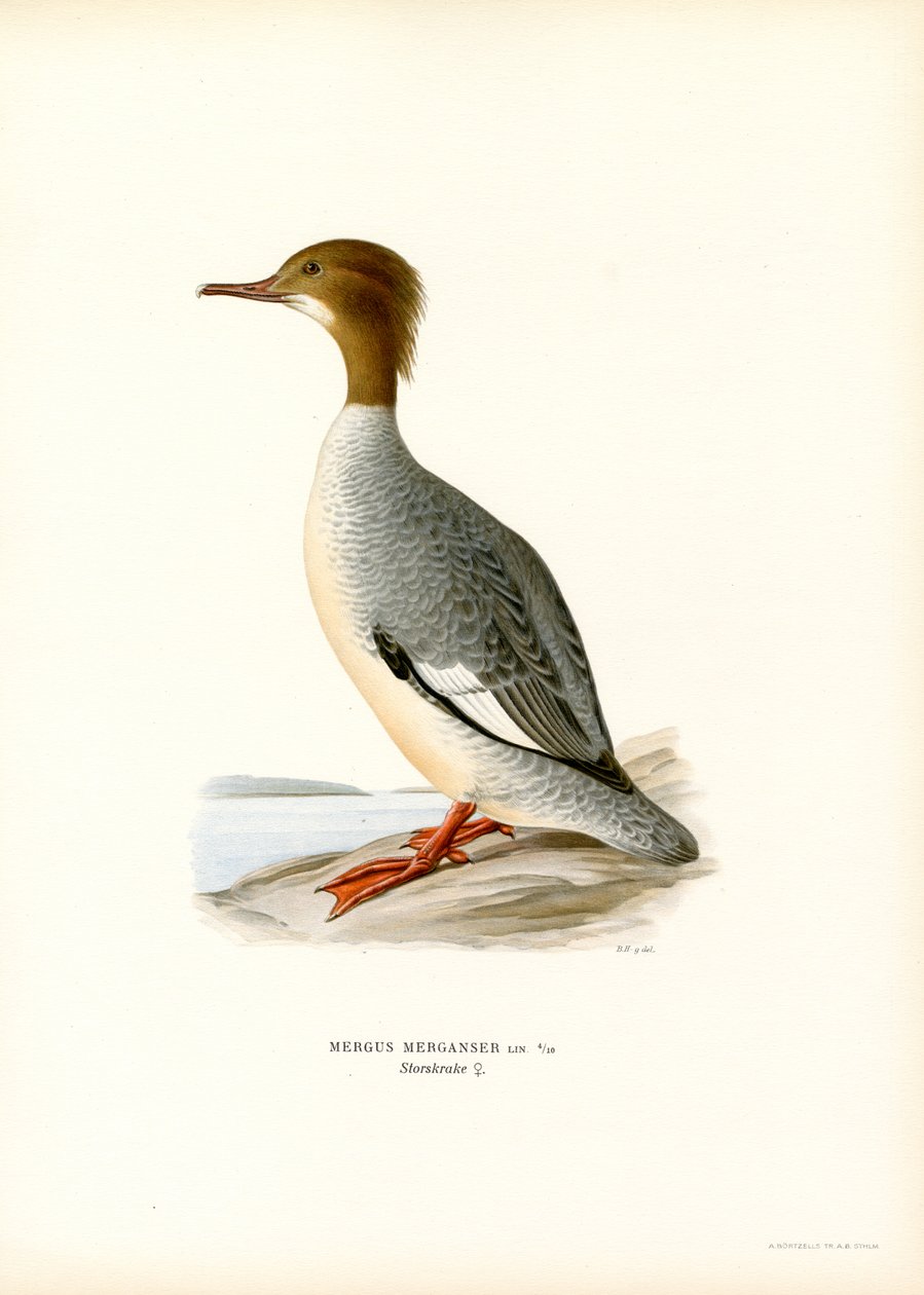 Smergo maggiore da Magnus Ferdinand and Wilhelm von Wright