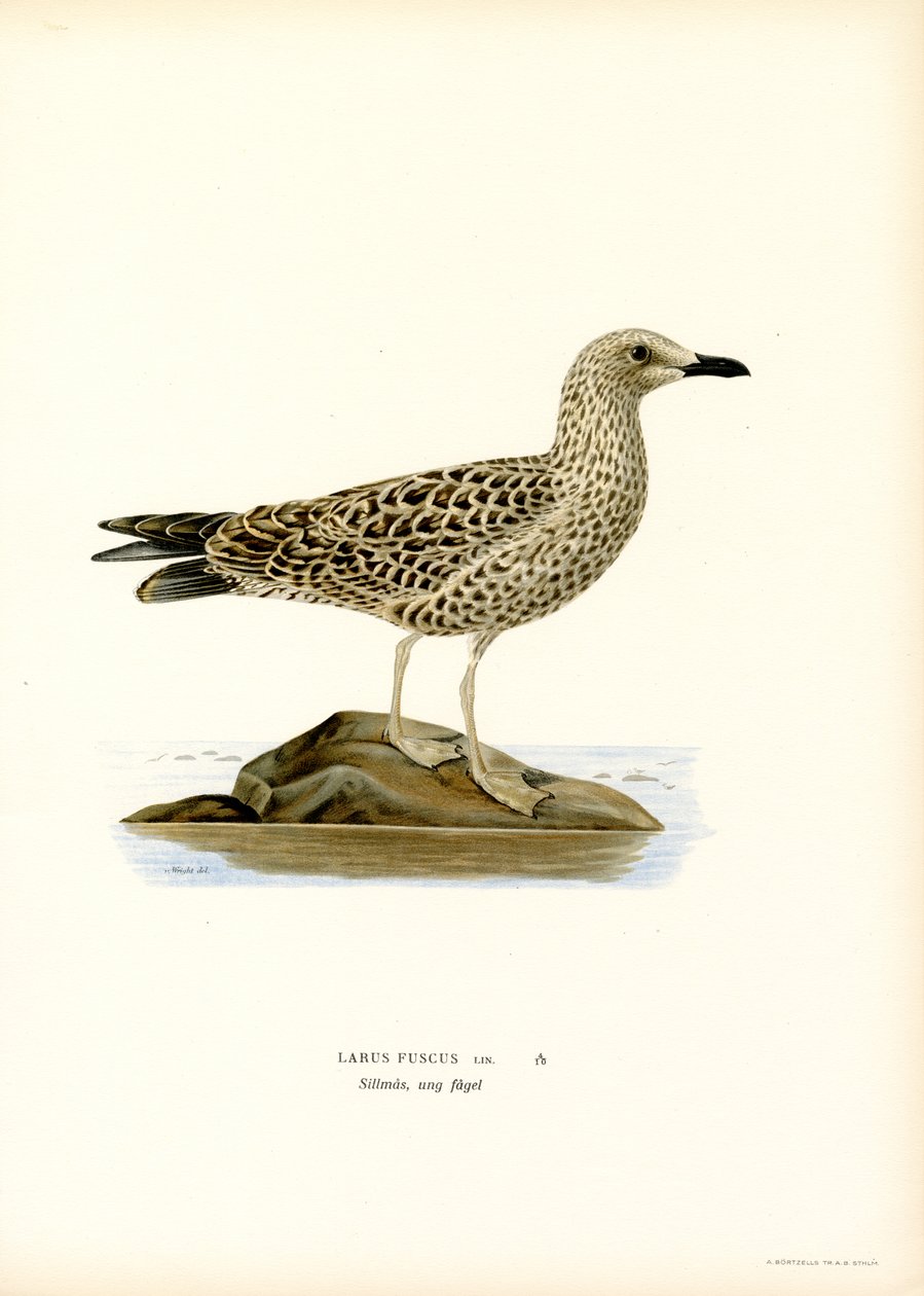 Gabbiano zampegialle minore da Magnus Ferdinand and Wilhelm von Wright