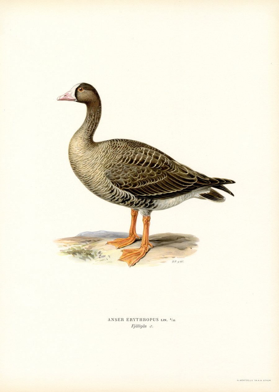 Oca granaiola minore da Magnus Ferdinand and Wilhelm von Wright