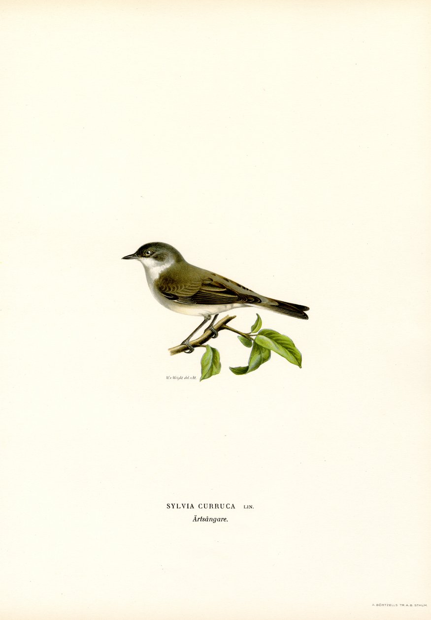 Sterpazzolina da Magnus Ferdinand and Wilhelm von Wright