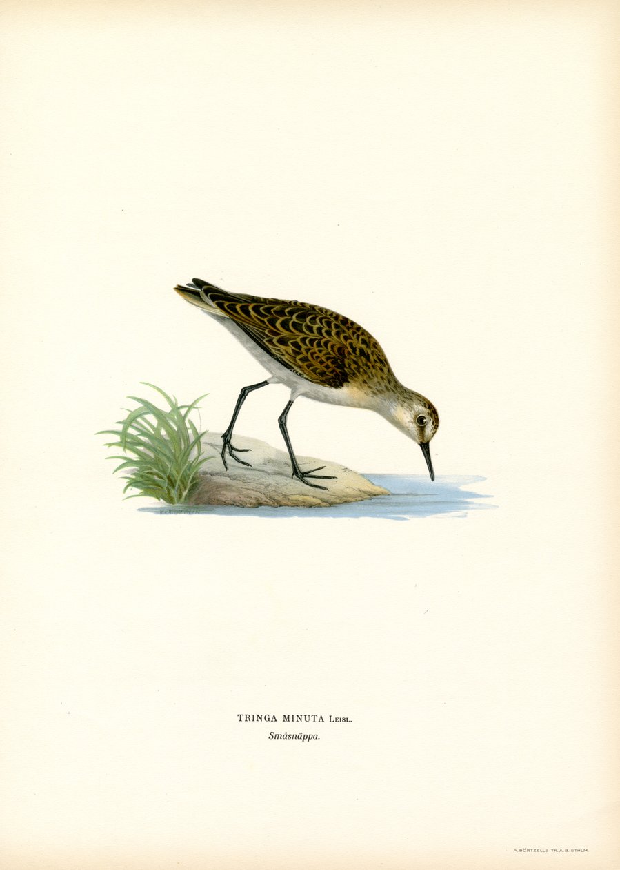 Gambecchio comune da Magnus Ferdinand and Wilhelm von Wright