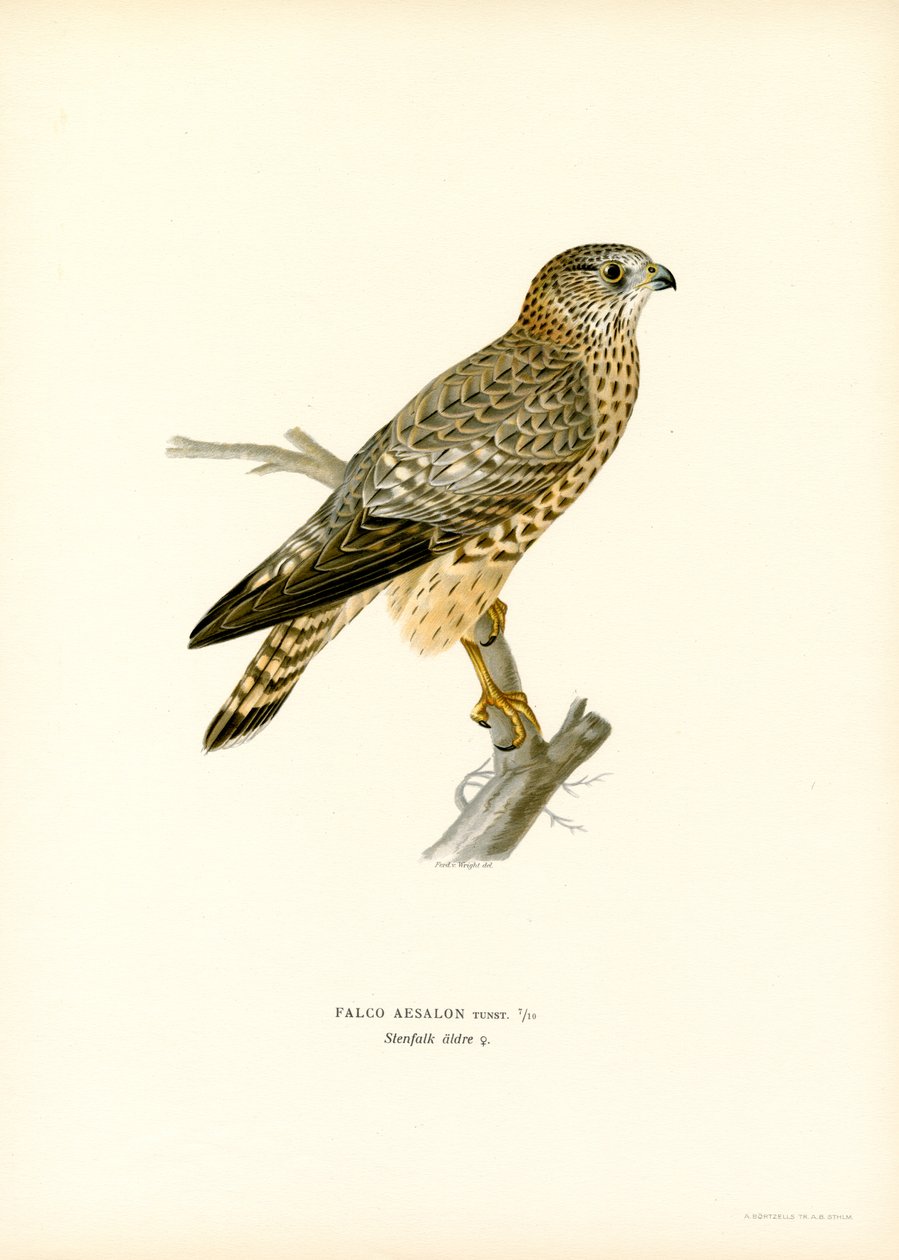 Falco di palude da Magnus Ferdinand and Wilhelm von Wright