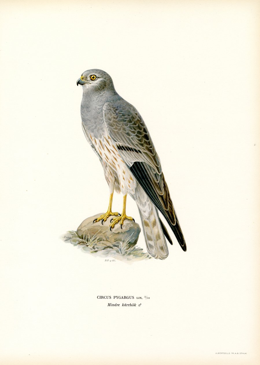 Albanella minore da Magnus Ferdinand and Wilhelm von Wright