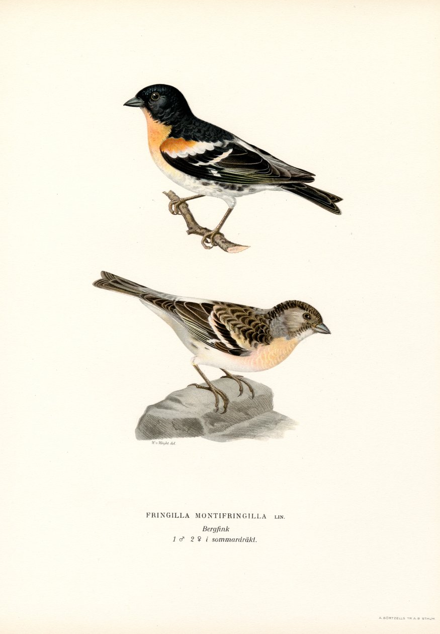 Fringuello alpino da Magnus Ferdinand and Wilhelm von Wright
