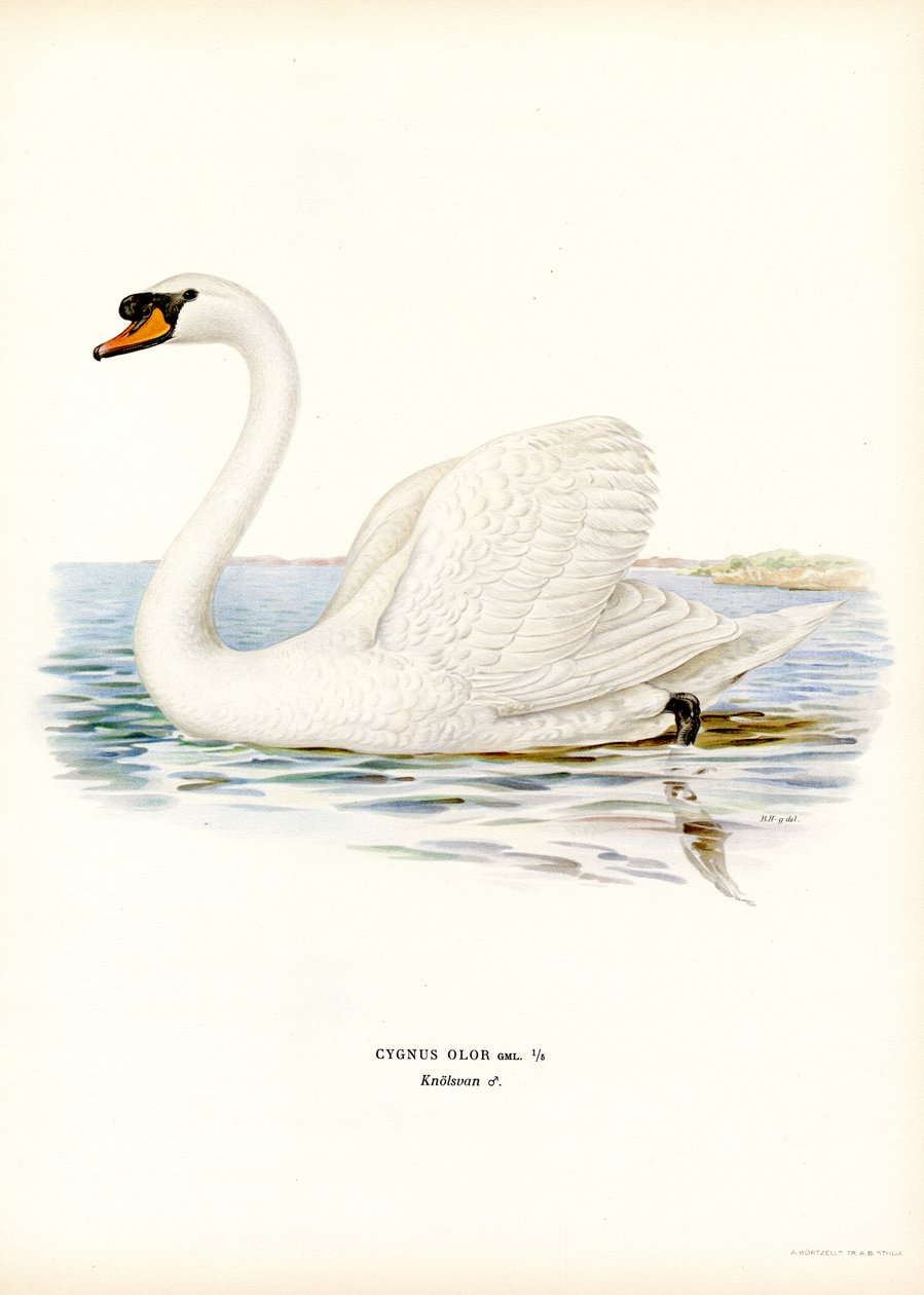 Cigno reale da Magnus Ferdinand and Wilhelm von Wright