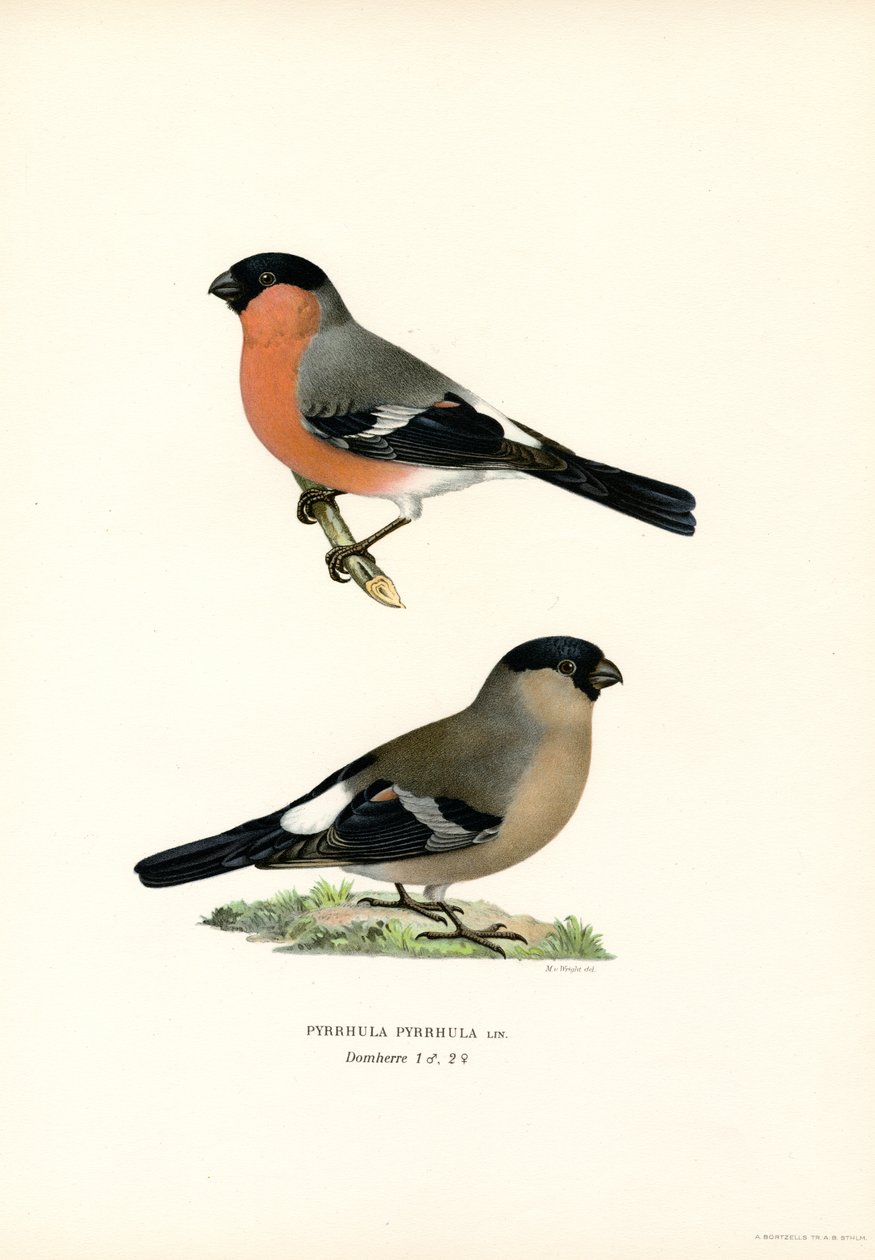Ciuffolotto eurasiatico da Magnus Ferdinand and Wilhelm von Wright