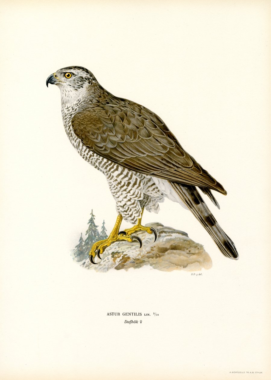 Astore da Magnus Ferdinand and Wilhelm von Wright