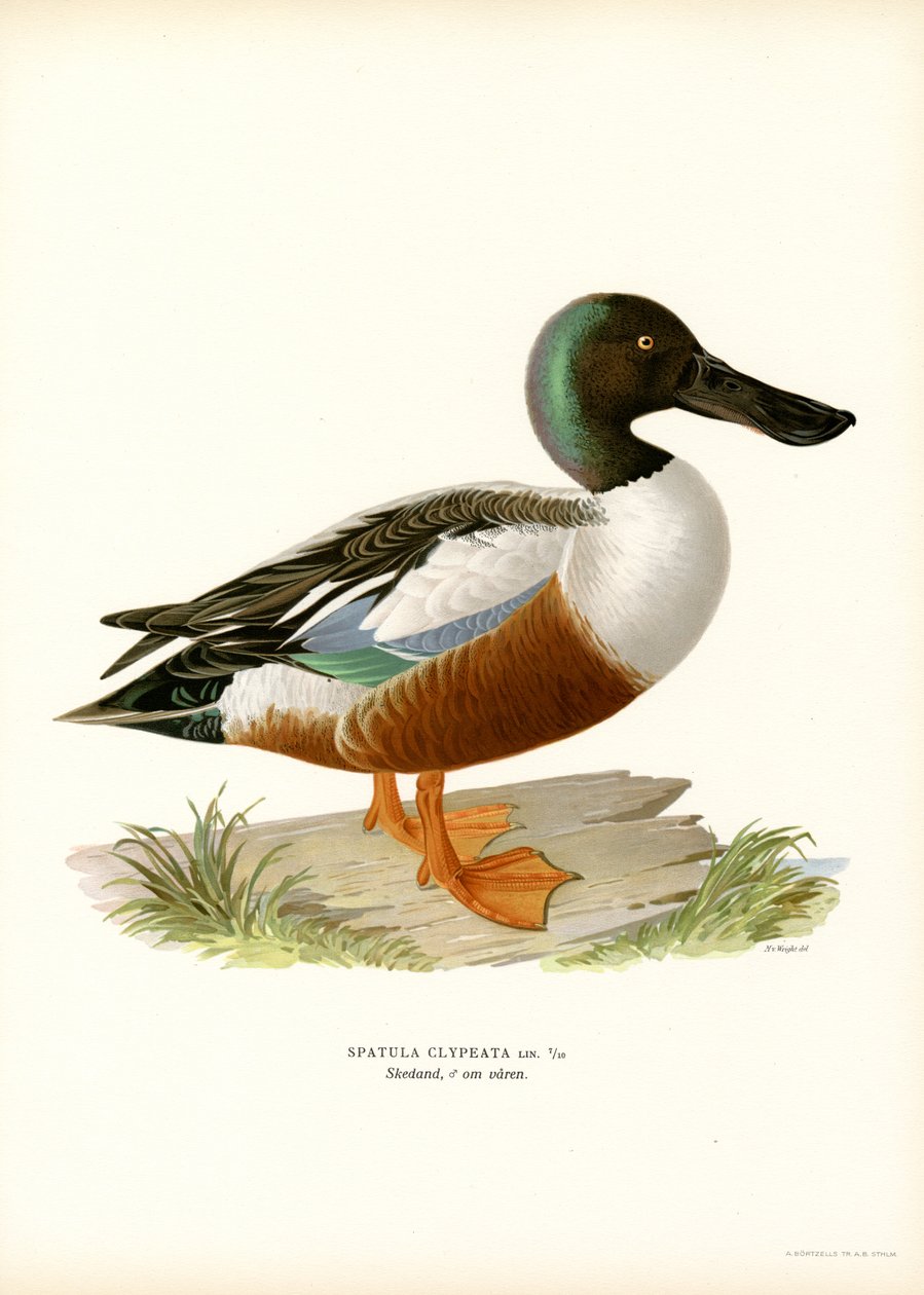 Mestolone del nord da Magnus Ferdinand and Wilhelm von Wright