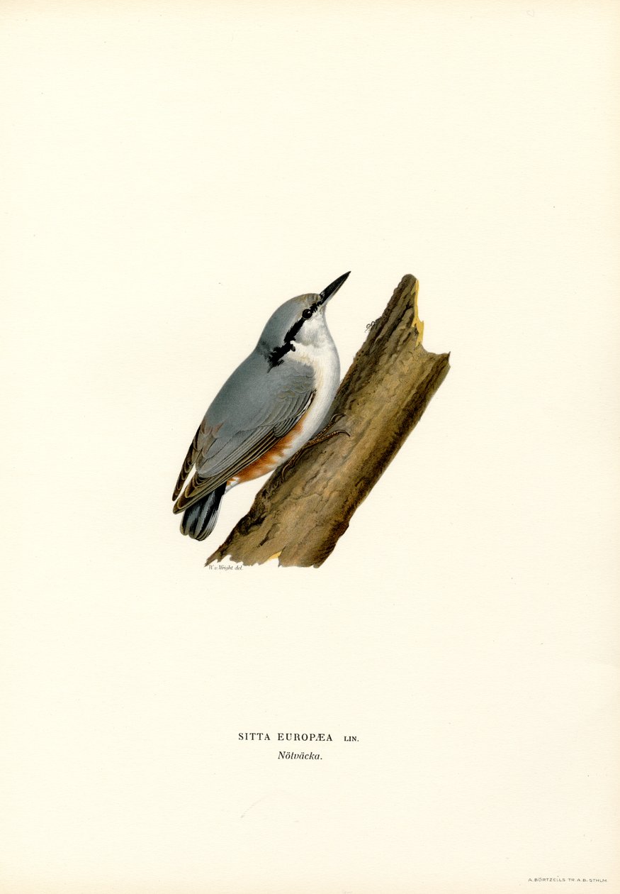 Picchio muratore da Magnus Ferdinand and Wilhelm von Wright