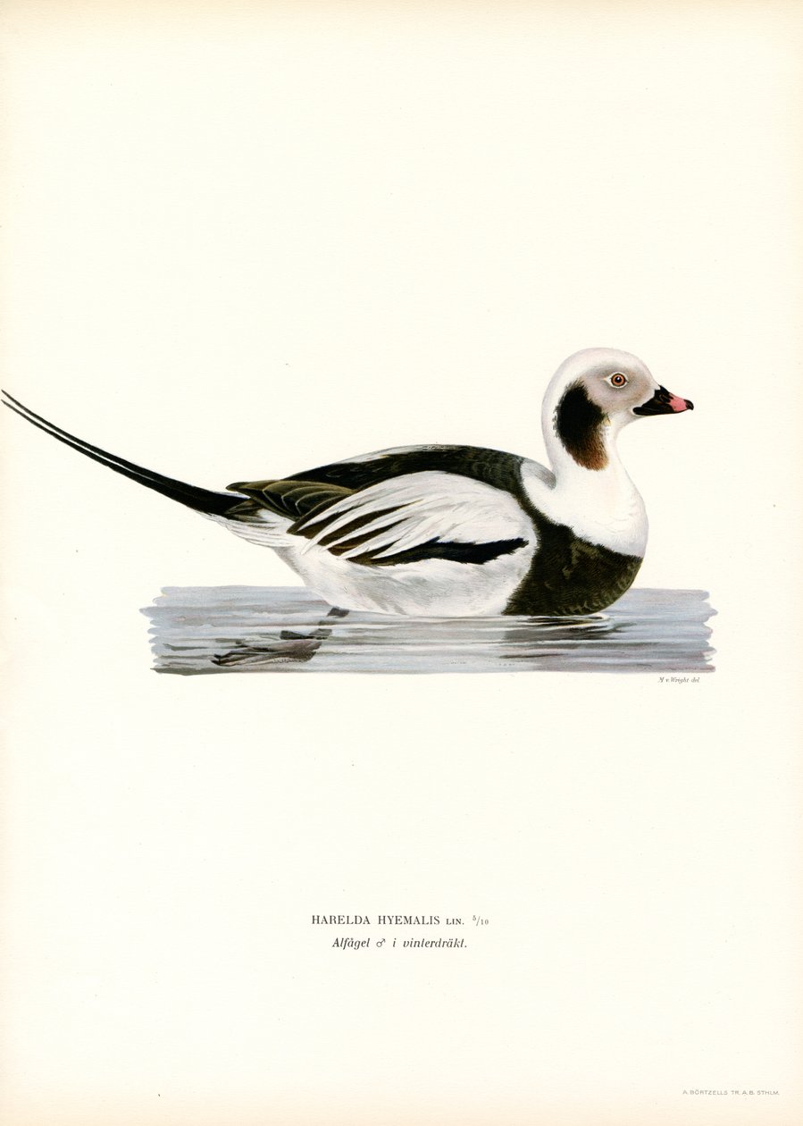 Quattrocchi da Magnus Ferdinand and Wilhelm von Wright