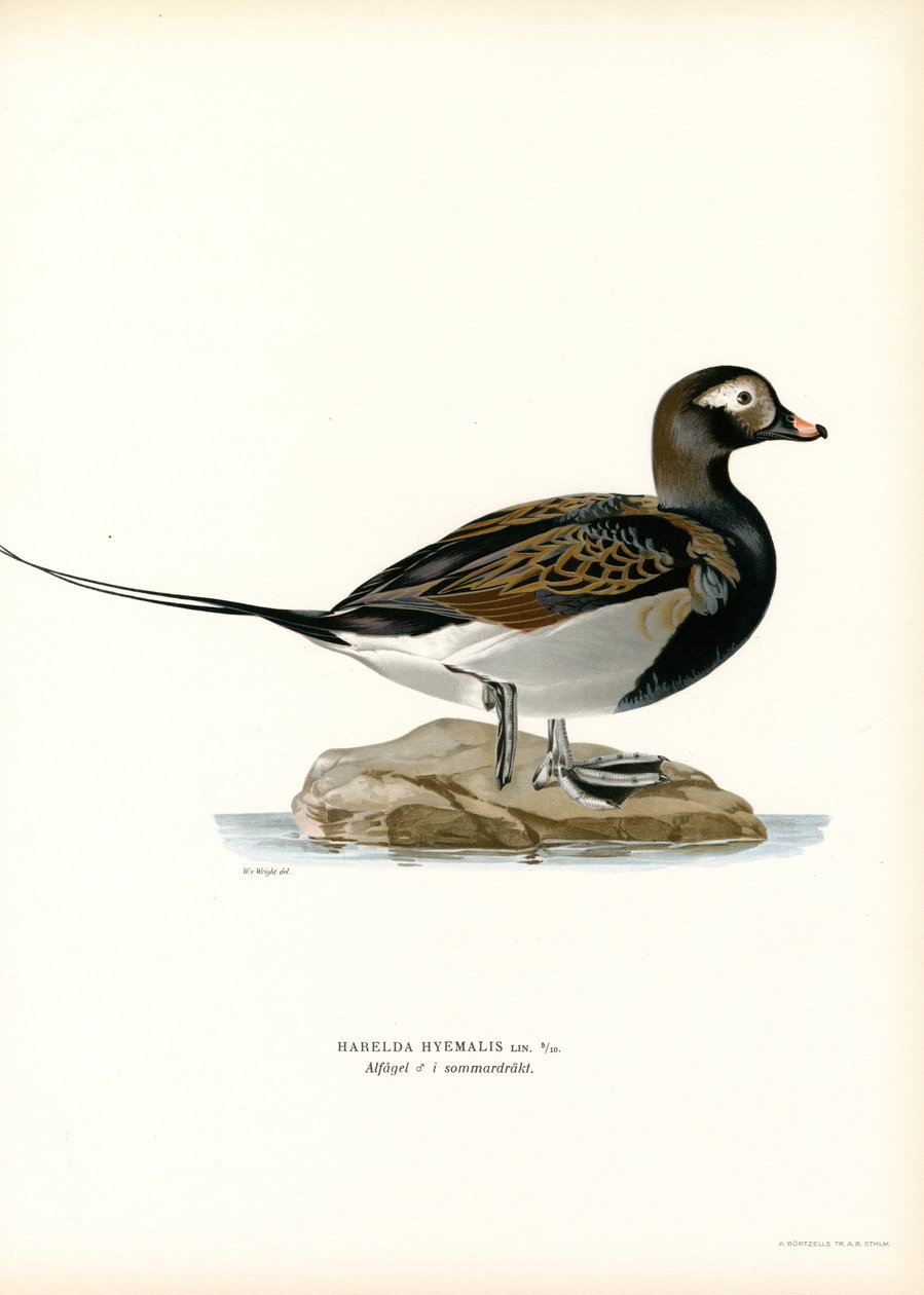 Moretta Arlecchina da Magnus Ferdinand and Wilhelm von Wright