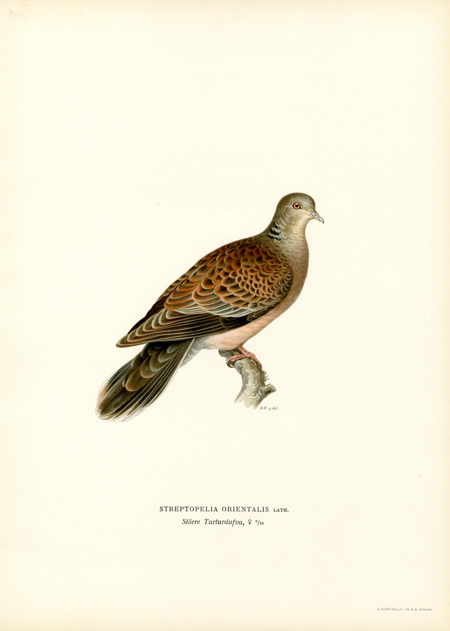 Tortora orientale da Magnus Ferdinand and Wilhelm von Wright