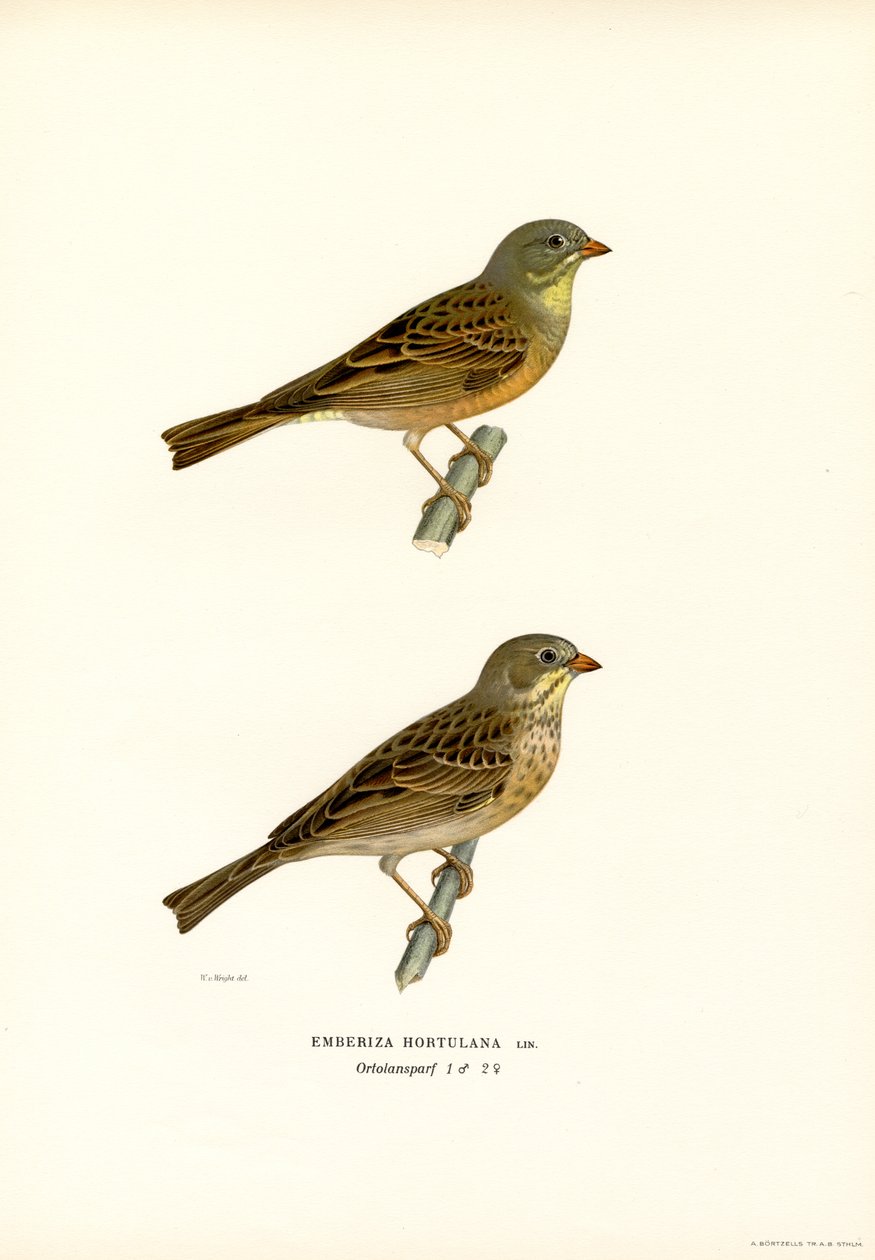 Ortolano da Magnus Ferdinand and Wilhelm von Wright