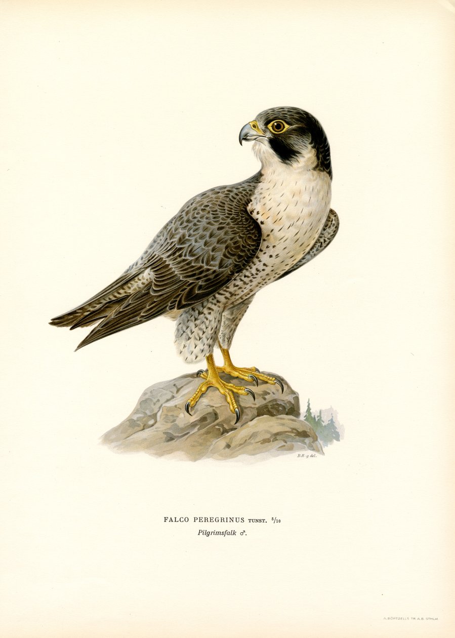 Falco pellegrino da Magnus Ferdinand and Wilhelm von Wright