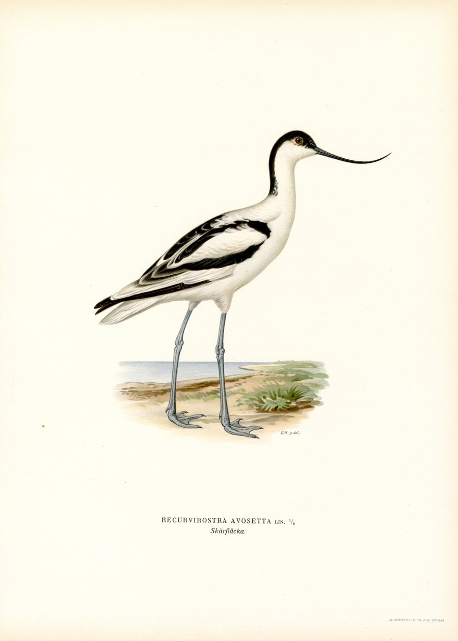 Avocetta da Magnus Ferdinand and Wilhelm von Wright