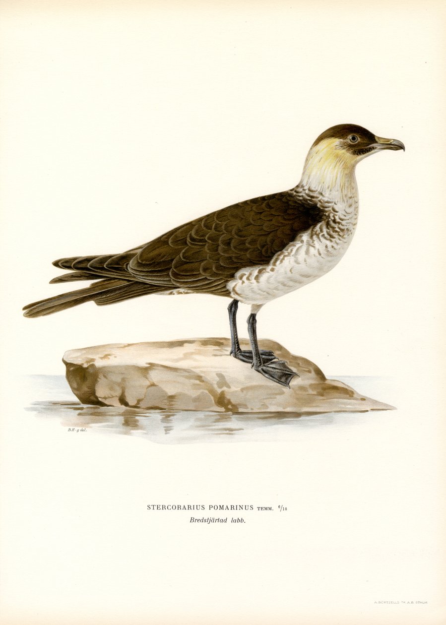 Stercorario pomarino da Magnus Ferdinand and Wilhelm von Wright