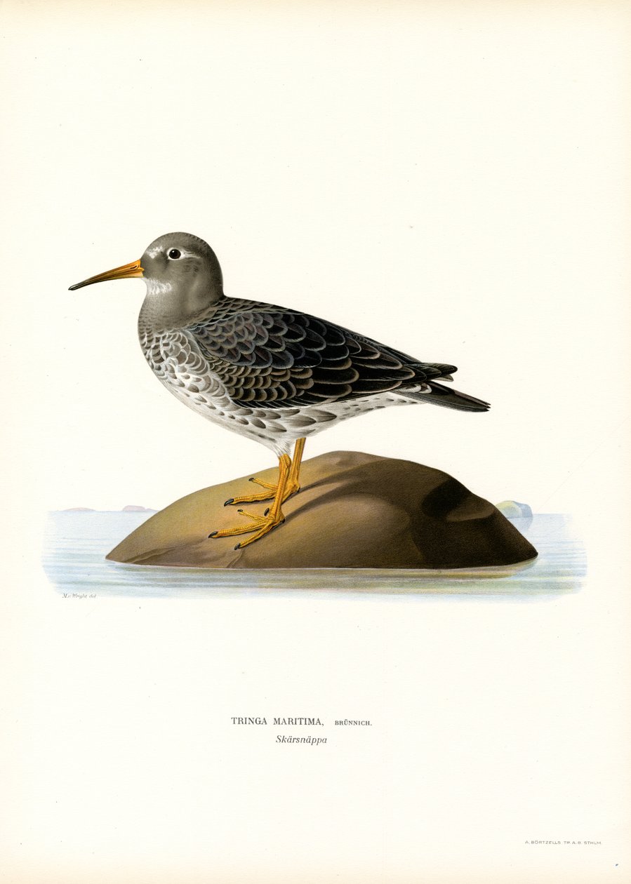 Piovanello violetto da Magnus Ferdinand and Wilhelm von Wright