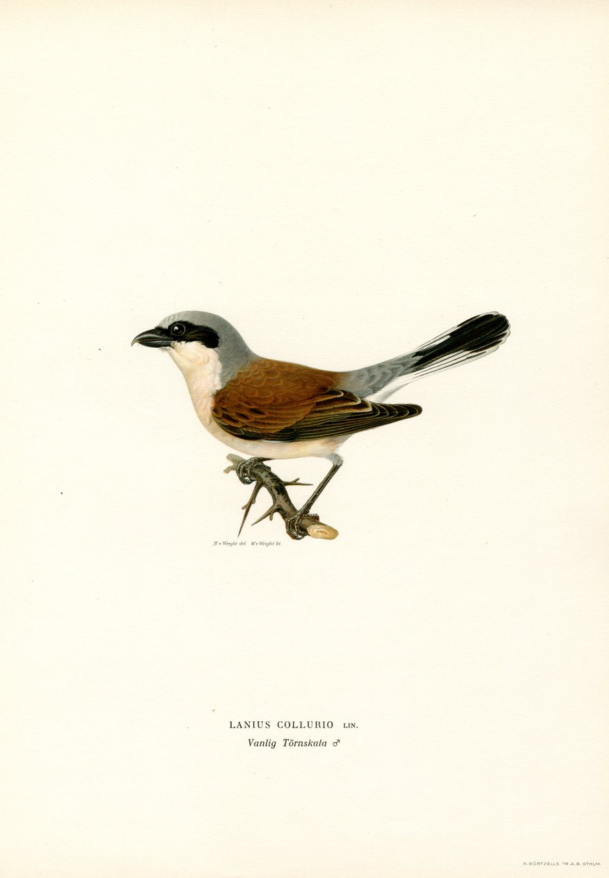 Averla maggiore da Magnus Ferdinand and Wilhelm von Wright