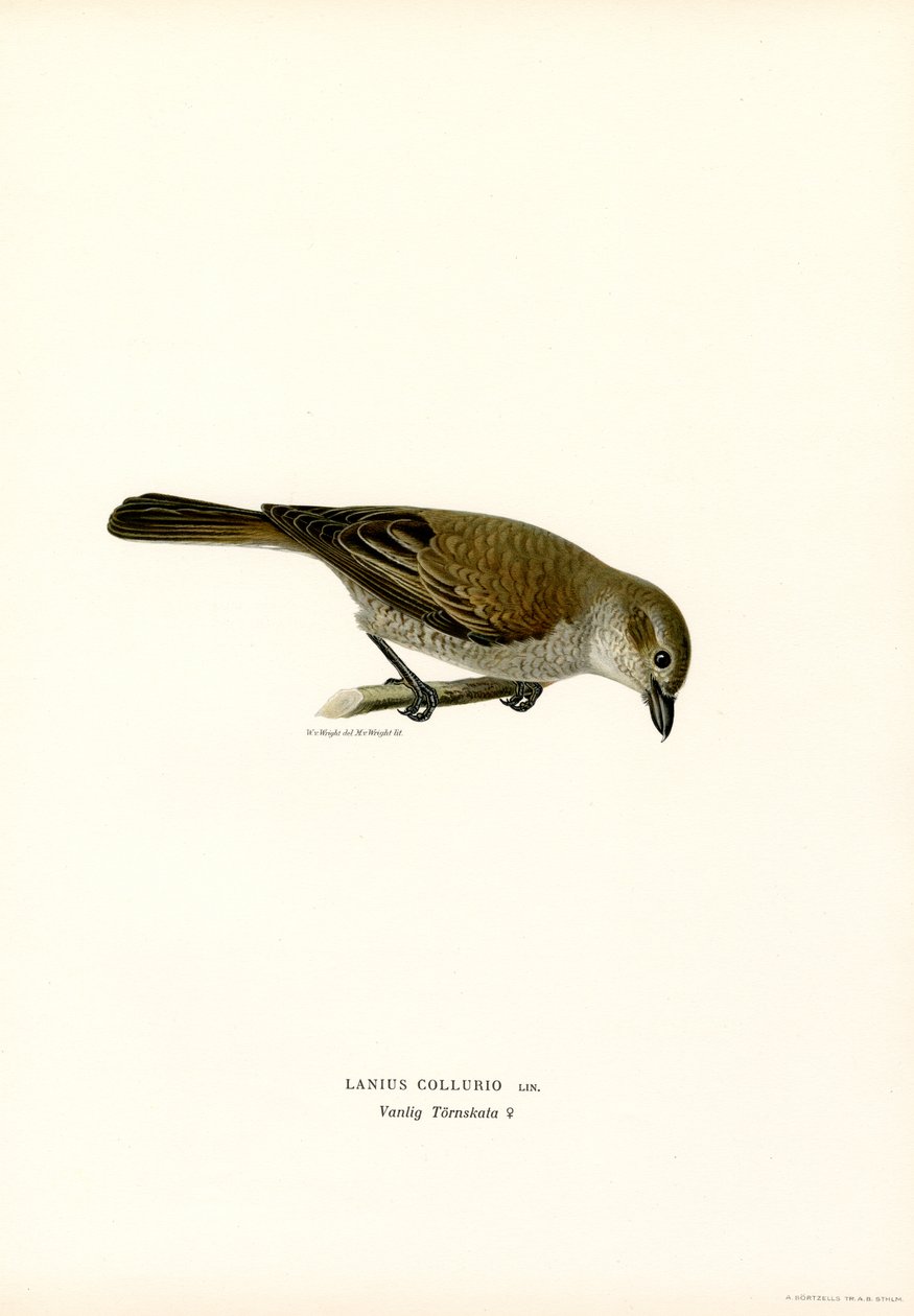 Averla maggiore da Magnus Ferdinand and Wilhelm von Wright