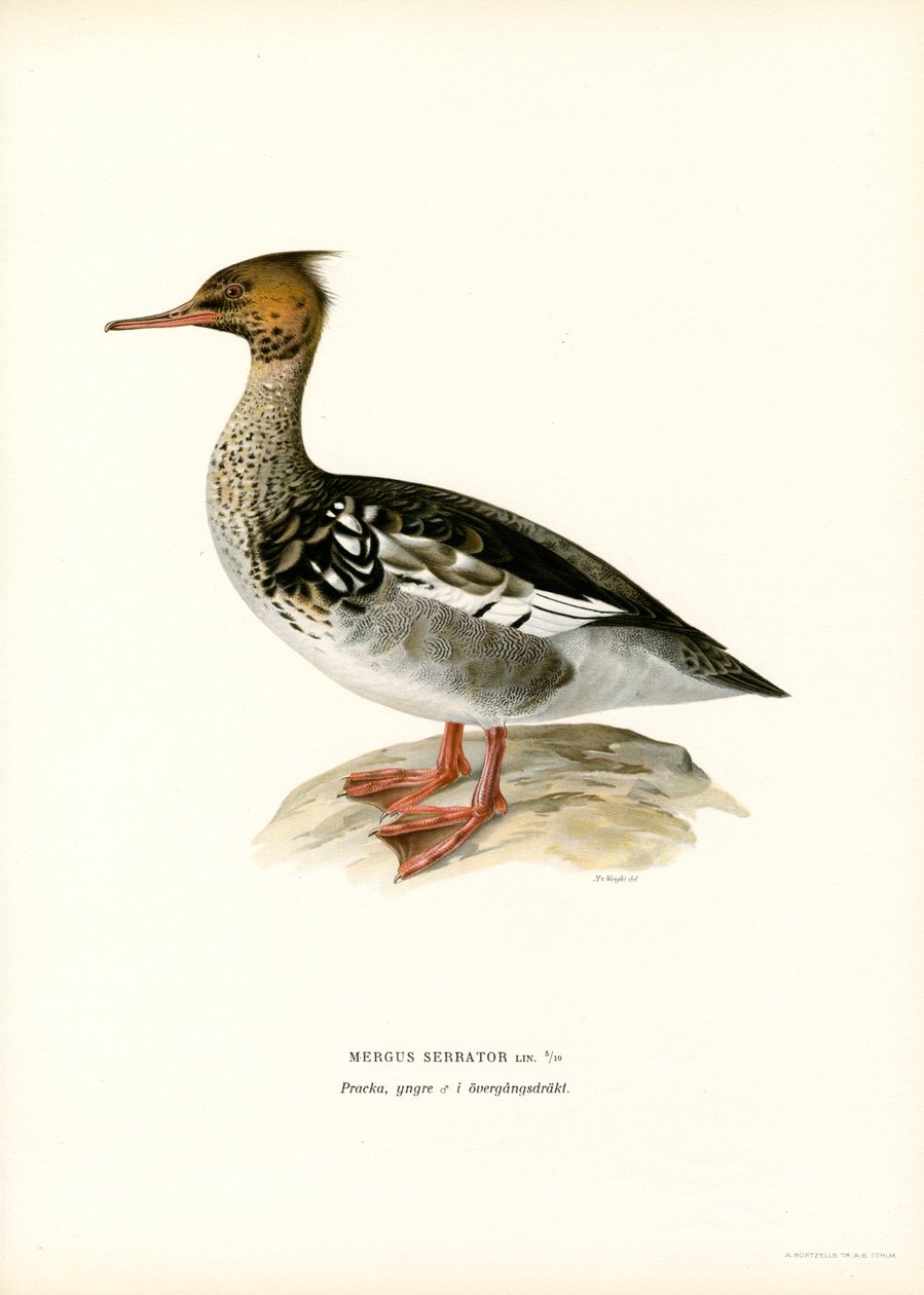 Smergo minore da Magnus Ferdinand and Wilhelm von Wright