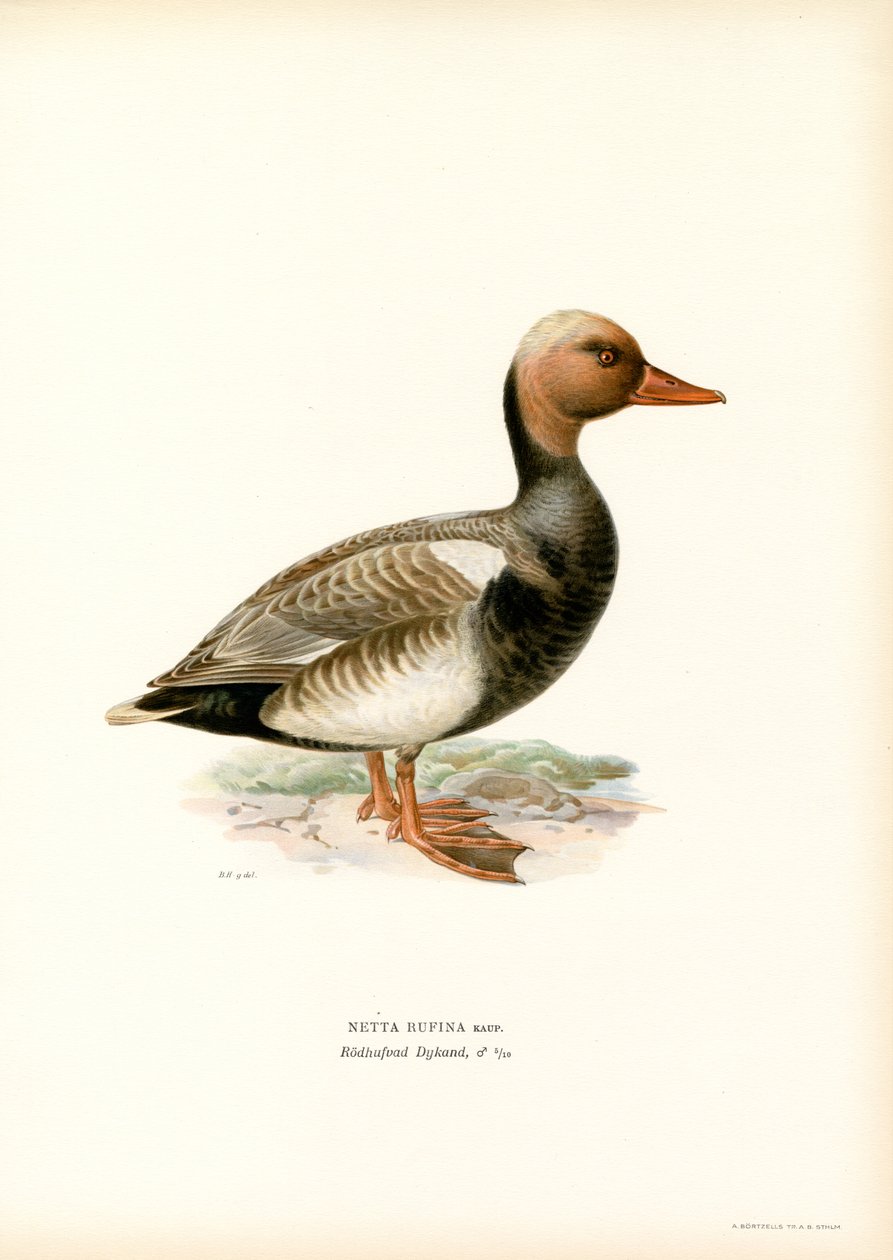 Fistione turco da Magnus Ferdinand and Wilhelm von Wright